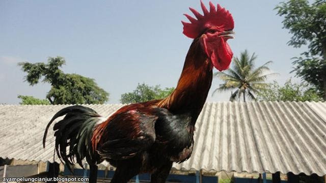 ayam: Gambar Ayam Ninja