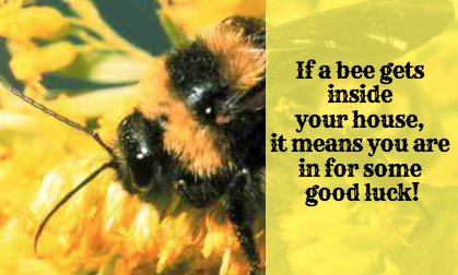 what does a bumble bee represent in dreams