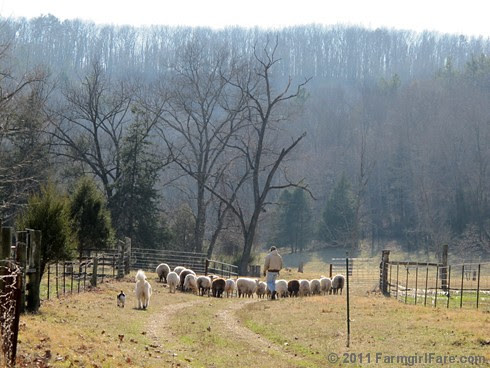 Joe, Daisy, and Bert herding the sheep into the front field - FarmgirlFare.com
