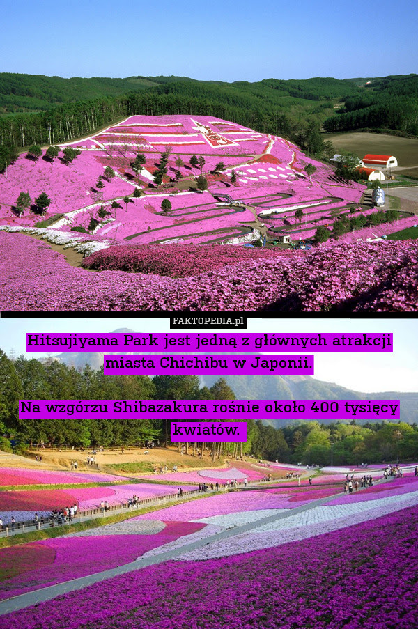 Hitsujiyama Park jest jedną z – Hitsujiyama Park jest jedną z głównych atrakcji miasta Chichibu w Japonii.

Na wzgórzu Shibazakura rośnie około 400 tysięcy kwiatów. 