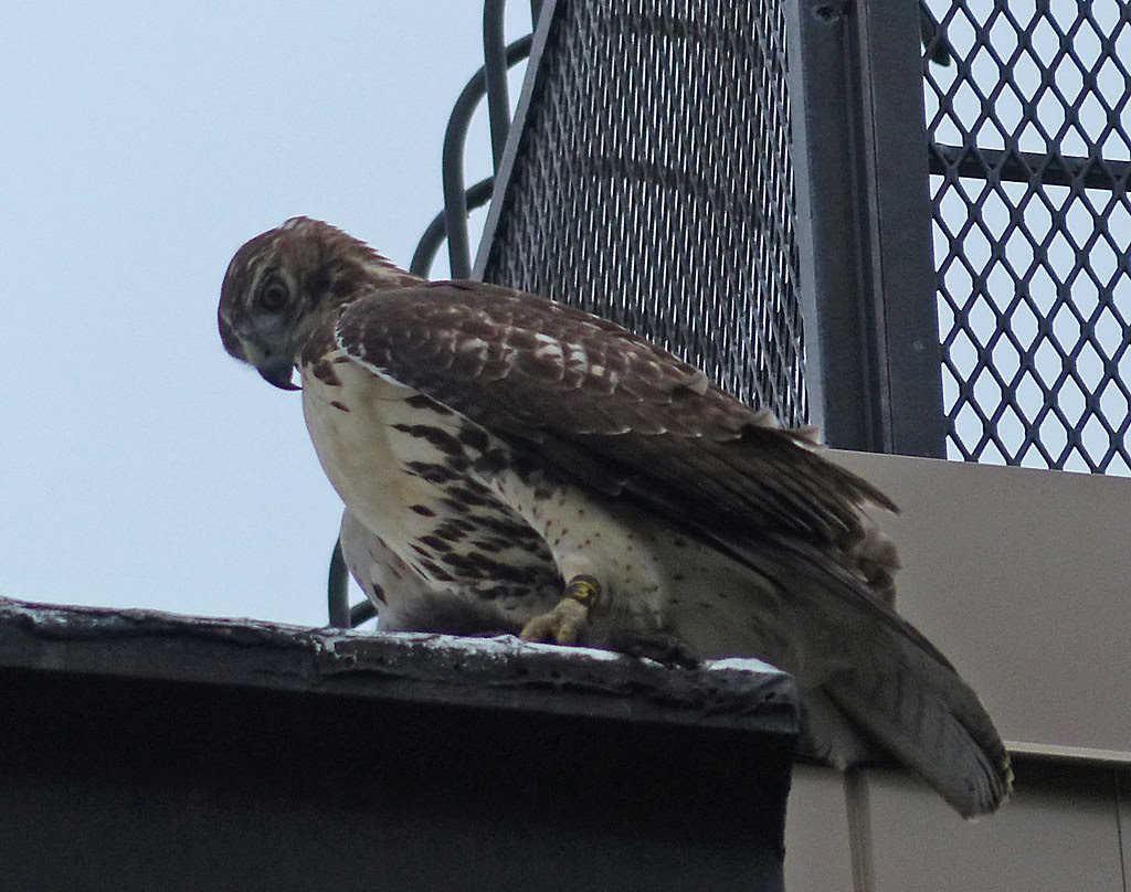 Tagged hawk with squirrel