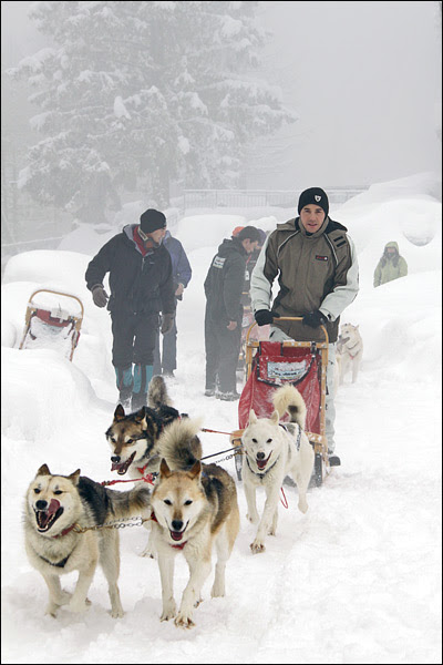 Sleddog