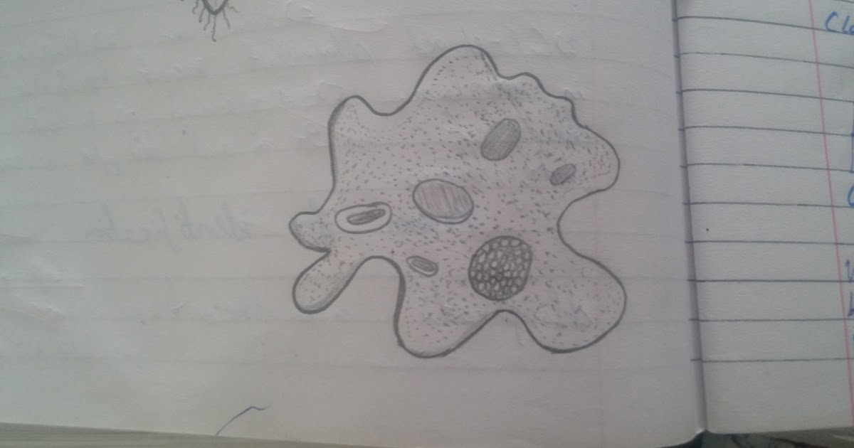 amoeba