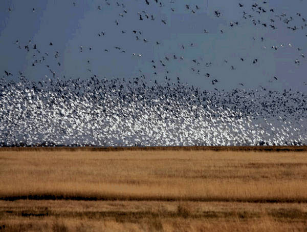 zee-migration-of-birds