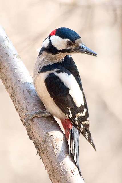 Great Spotted Woodpecker