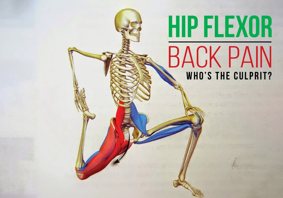 Muscles In Lower Back And Hip - Glute Muscles Diagram — UNTPIKAPPS