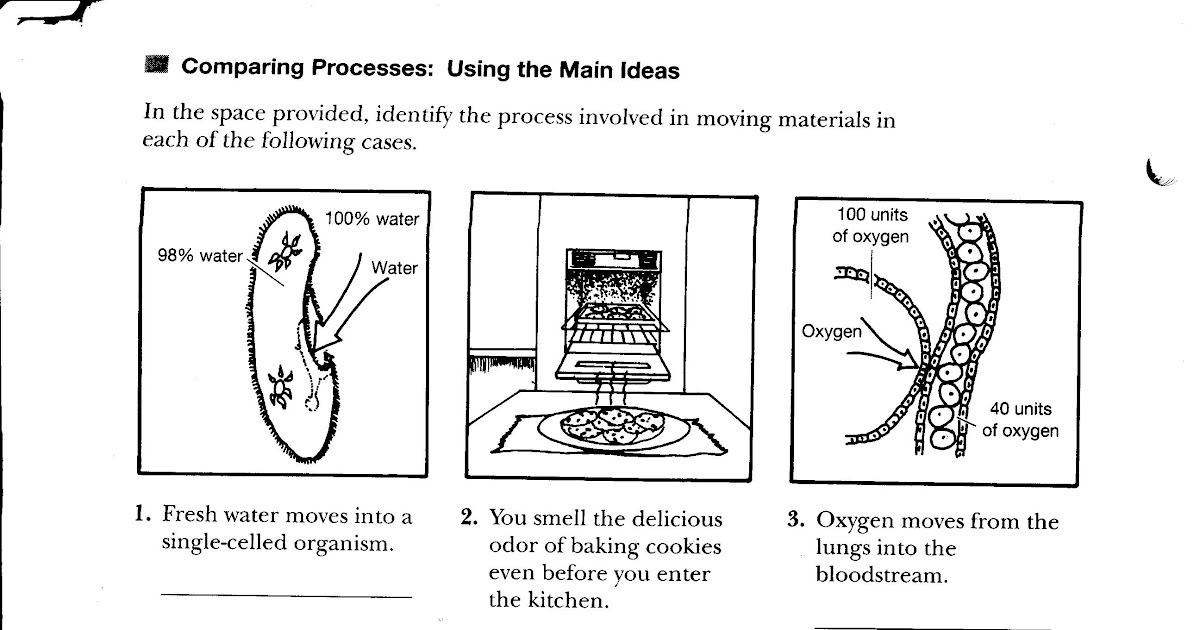 Diffusion And Osmosis Worksheet Middle School - Promotiontablecovers