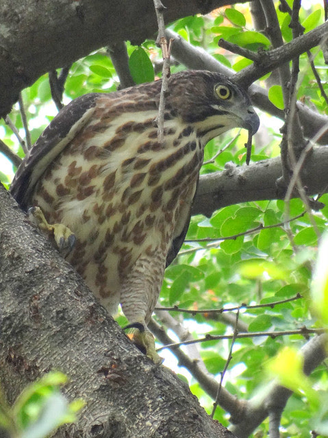 鳳頭蒼鷹/無限台南