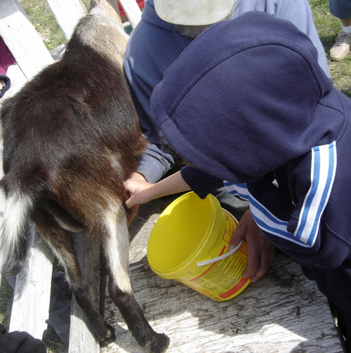 goat milking