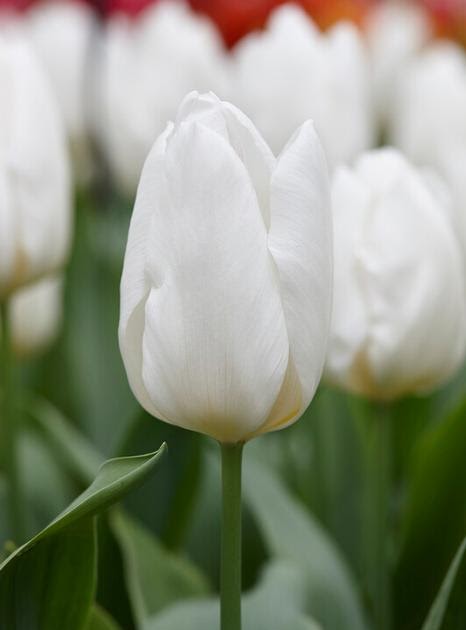 Tulip Bulbs Planting Depth The Design Interior