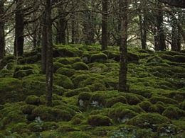 Der Eibenwald im Killarney National Park Der Eibenwald im Killarney National Park