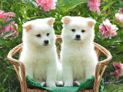 Wallpaper Puppy Cute White Dog Dog Pictures - Pets Lovers