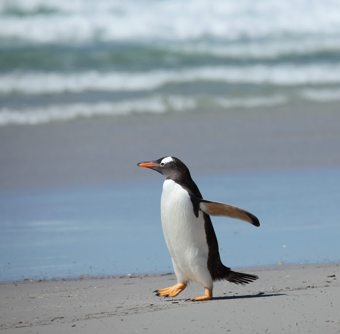 penguins21 (700x687, 276Kb)