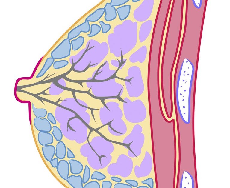 Anatomy Of Chest Woman - Female breast anatomy model of pregnancy and