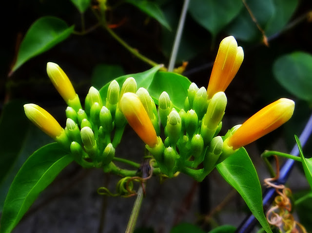 炮仗花/無限台南