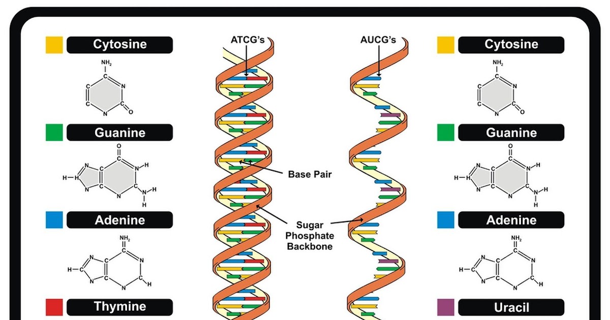 Z Dna Structure - Resume Themplate Ideas
