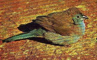 Pg16-4, BLUE WAXBILL