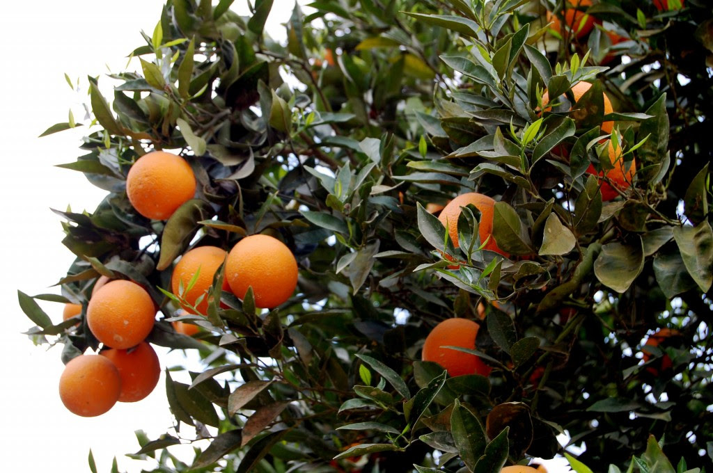 Oranges growing in Israel