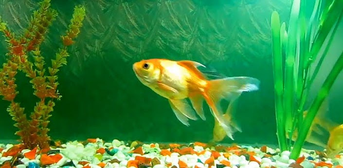 Wallpaper 3d Fish Aquarium ~ wall aquarium ideas
