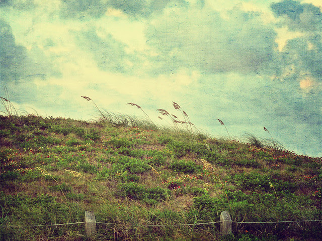 Windy hillside by the sea with wildflowers ~ Explored!