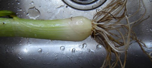 Onion 1