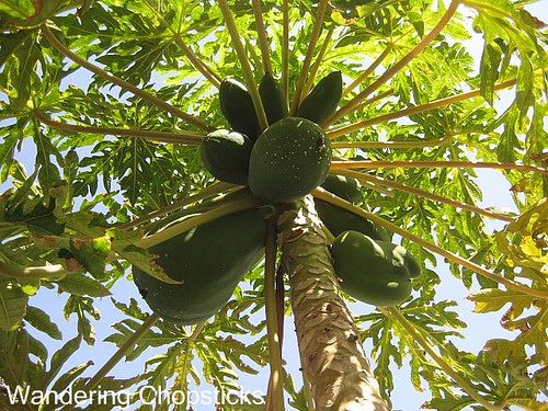 Papaya Trees 1