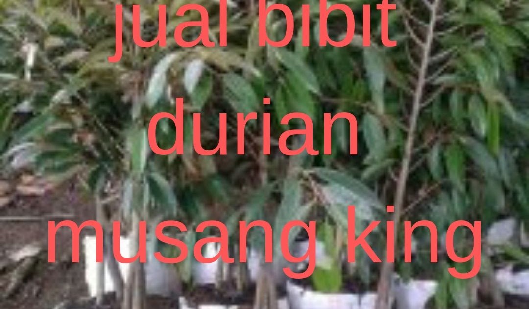 Harga Bibit Durian Musang King Trubus - BIBIT TAMAN