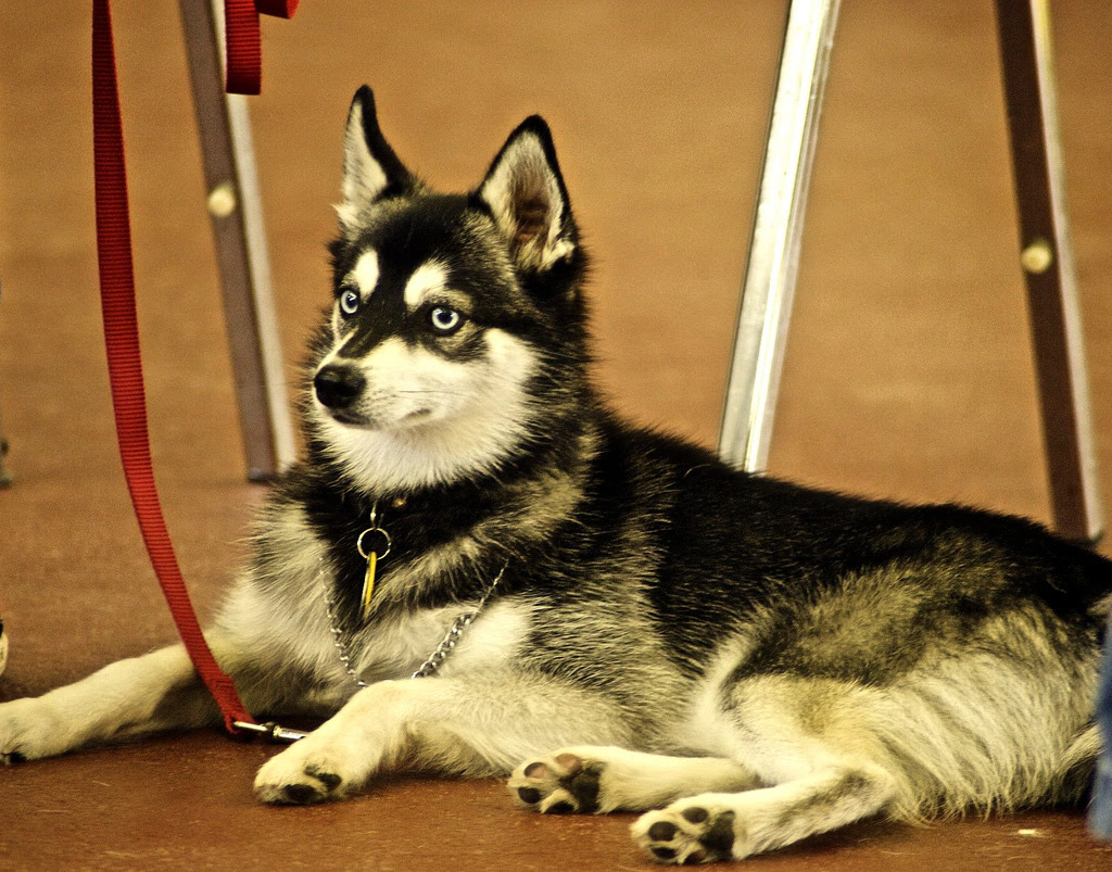 Alaskan Klee Kai Puppies, Rescue, Pictures, Information, Temperament, Characteristics Alaskan Klee Kai Puppies, Rescue, Pictures, Information, Temperament, Characteristics