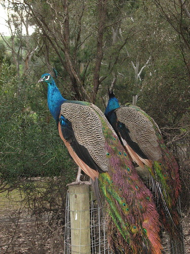 Peacocks at Gumeracha
