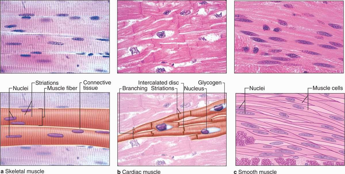 Smooth Muscle Tissue Drawing With Label - Internet hassuttelia
