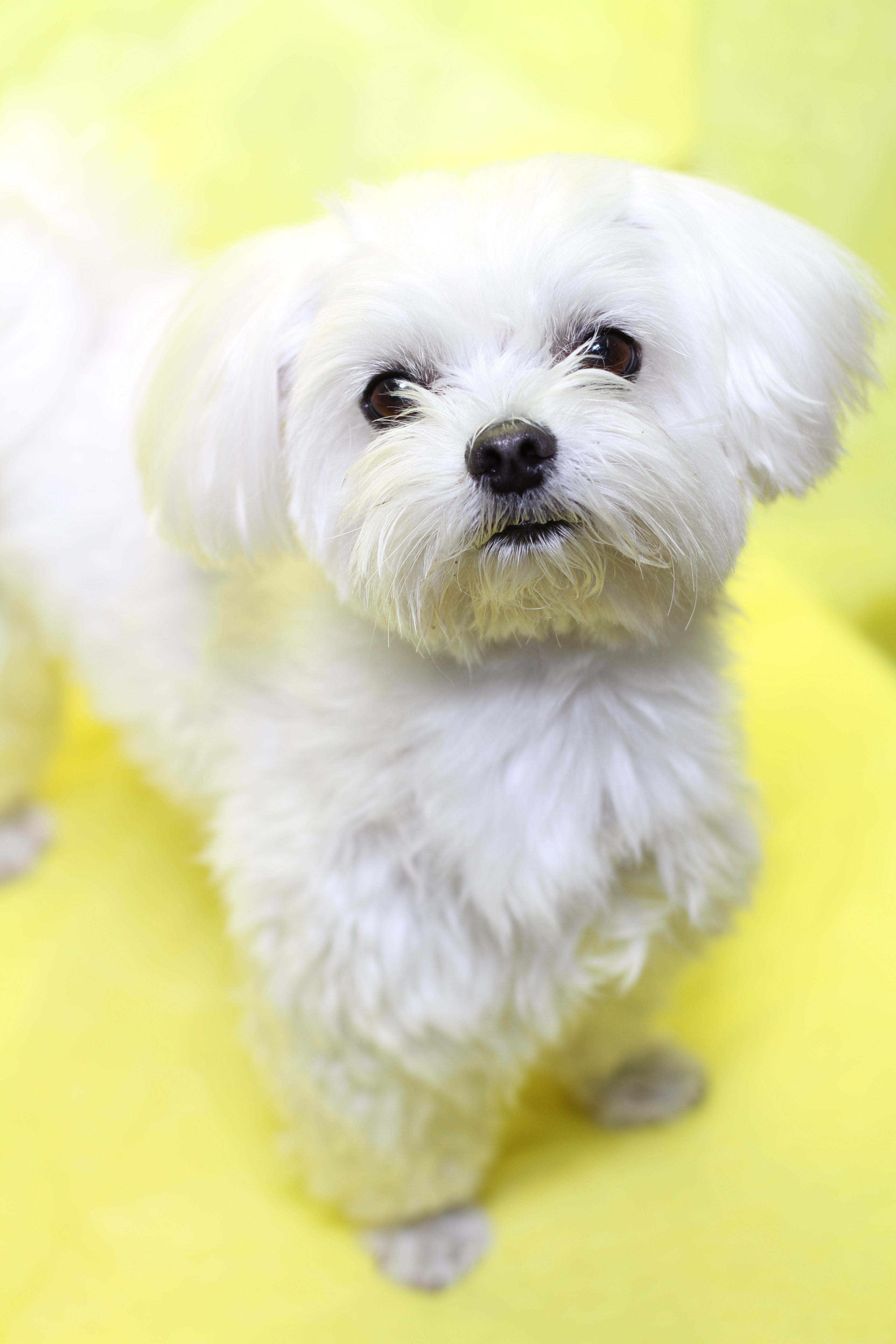 ロイヤリティフリー白い 犬 小さい 最高の花の画像