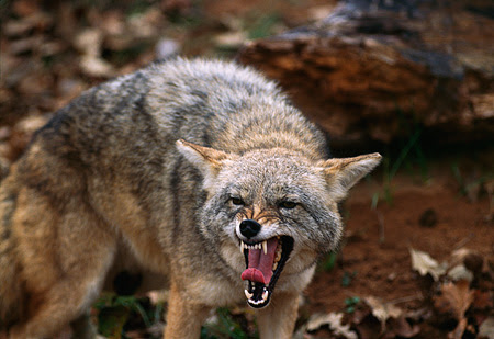 Why Coyotes, Why?