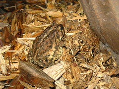 Big Frog!!!