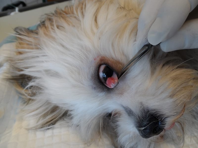 Cherry Eye Hund Operation