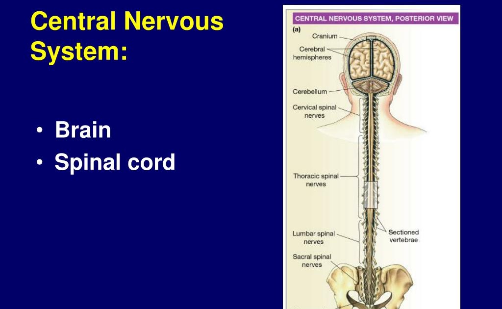 What Two Organs Make Up The Central Nervous System