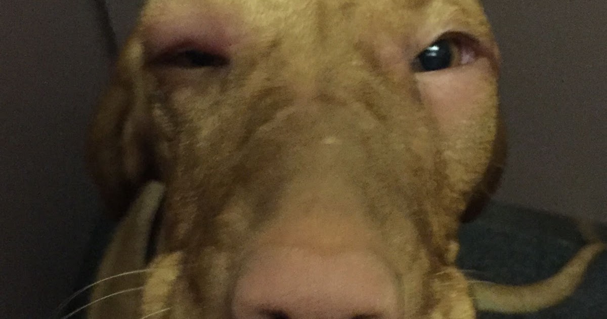 Allergie Beim Hund