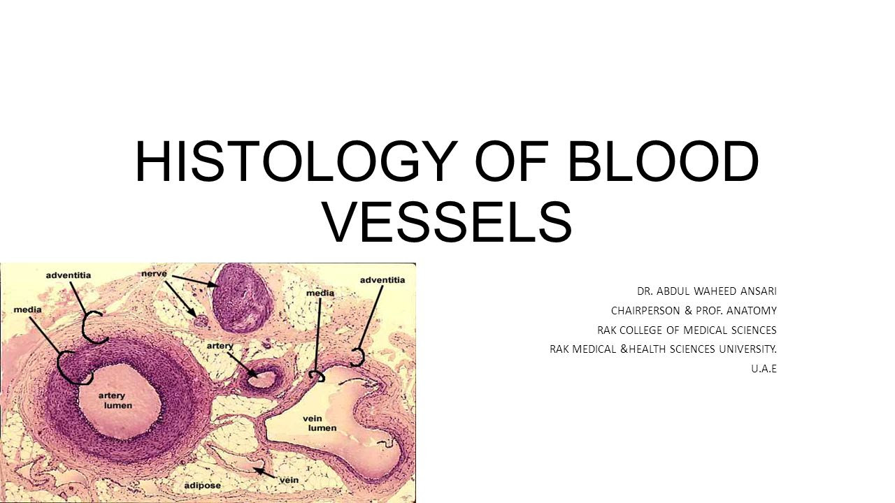 Lumens Anatomy