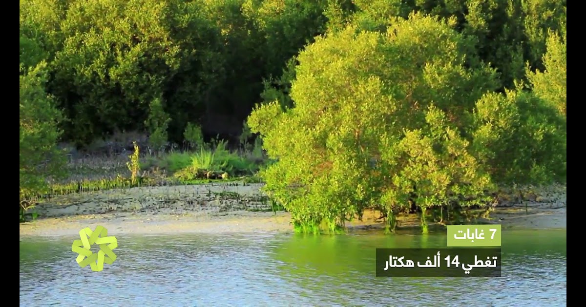 شجرة القرم في البحرين Shajara