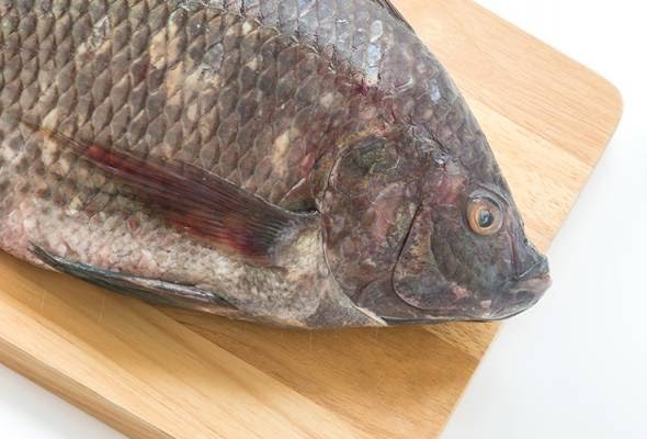 Ikan Tilapia In English : A fish that lives in rivers and lakes