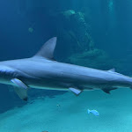 Hécatombe - Nausicaá : le tout dernier requin-marteau est mort