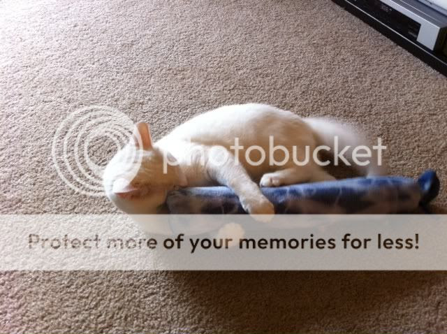 catkicking sock toy