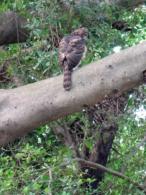 鳳頭蒼鷹/無限台南