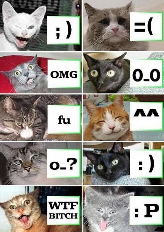 猫 ヤクザ 相関 図 壁紙画像マンガ