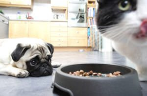 Can Dogs Eat Cat Food Without Health Problems?