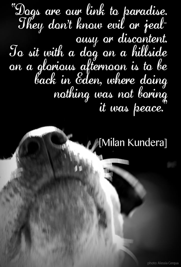 Dogs Unconditional Love Quotes. QuotesGram Dogs Unconditional Love Quotes. QuotesGram