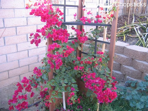 Bougainvillea, Gladiolus, and Chicago Peace Rose 1