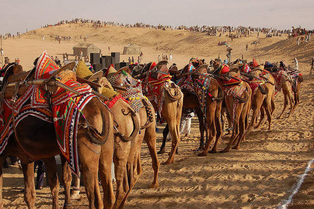 Bikaner camel safari packages