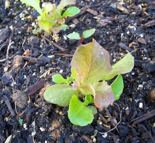 lettuce sprout