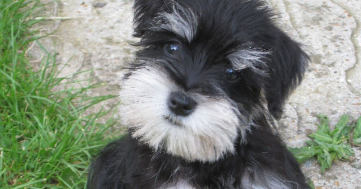 schnoodlesoffun Black & Silver Giant Schnauzer pup Giant Schnauzer