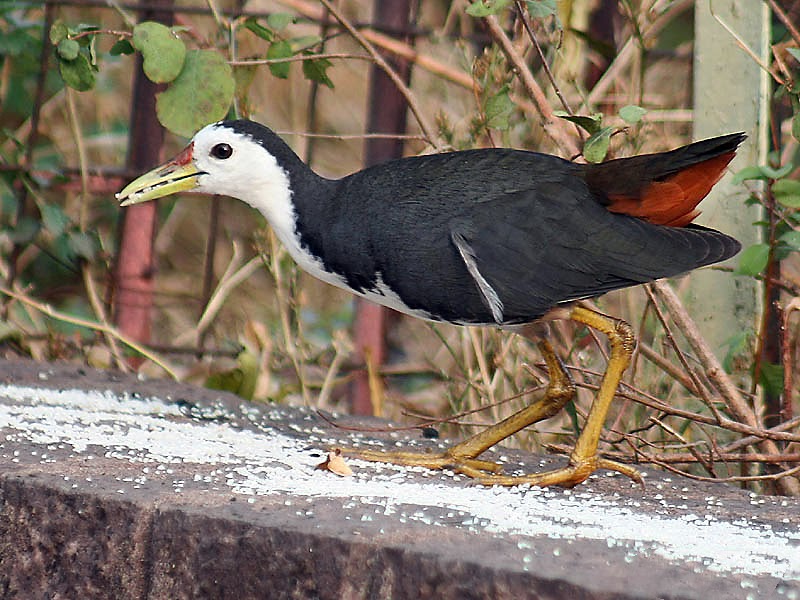 Burung Wak Wak Homecare24 